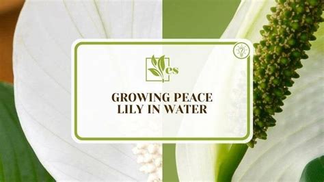 Growing Peace Lily in Water: Everything You Need to Know