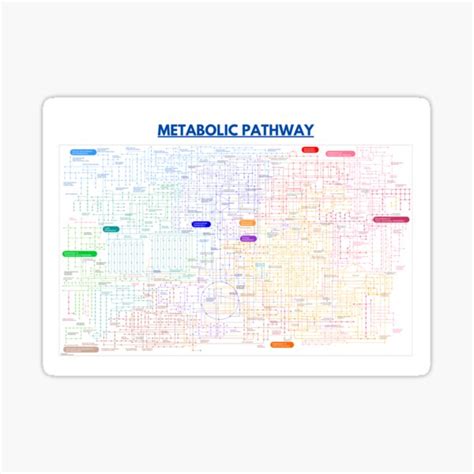 "Metabolic pathway map" Sticker for Sale by ScienceStores | Redbubble