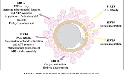 Effects Of Sirtuins On Female Reproductivity And Oocyte Quality