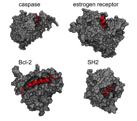 Protein Peptide Interactions Revolutionize Drug Development IntechOpen