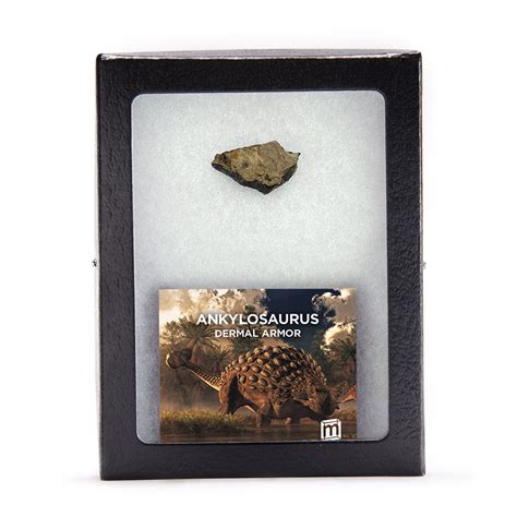 Ankylosaurus Dermal Armor Scute Fragment Collectible Specimen, Includes ...