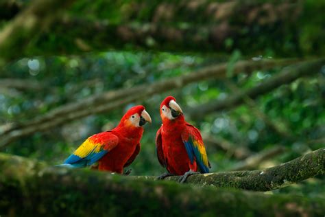 Ecotourism in Costa Rica: the Ultimate Eco Travel Guide (with Map and ...