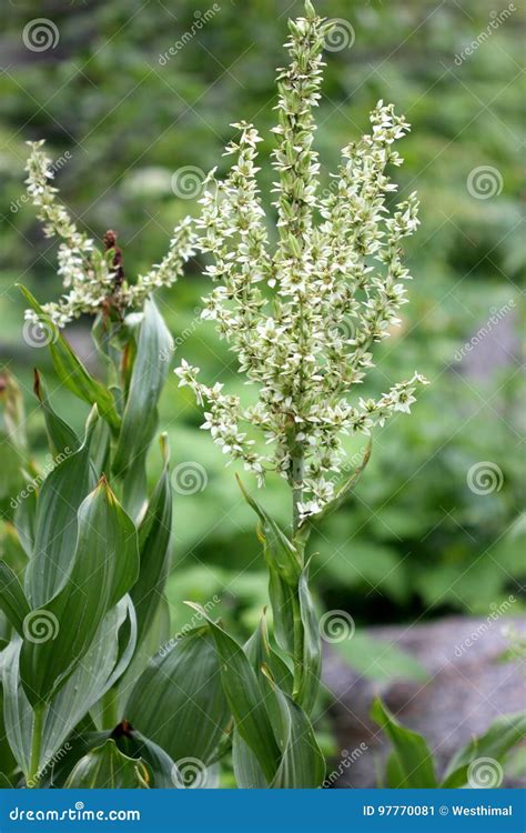 Veratrum Californicum California Corn Lily California False Hellebore