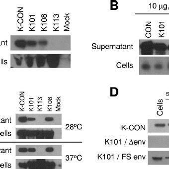 Expression Of HERV K Gag Proteins And Viral Particle Production A