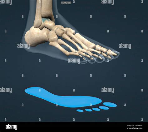 Healthy Foot Skeleton And Blue Footprint 3d Illustration Stock Photo