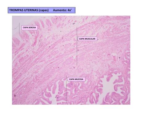 Histología de Genital Femenino Sara Vicente uDocz