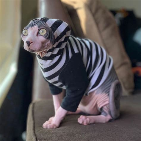 Οι Sphynx - Hairless Cats δημοσίευσαν στο Instagram: "Stay comfy my ...