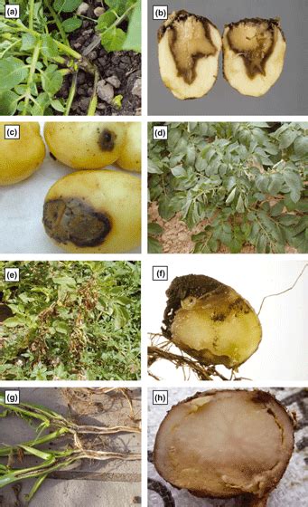 Dickeya Species An Emerging Problem For Potato Production In Europe Toth 2011 Plant