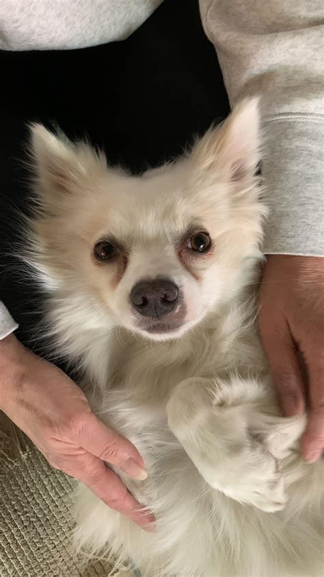 Tear stains : r/americaneskimo