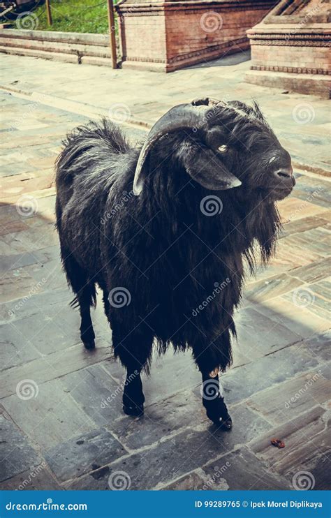 Black Billy Goat Standing Near A Monastery In Kathmandu Nepal Stock