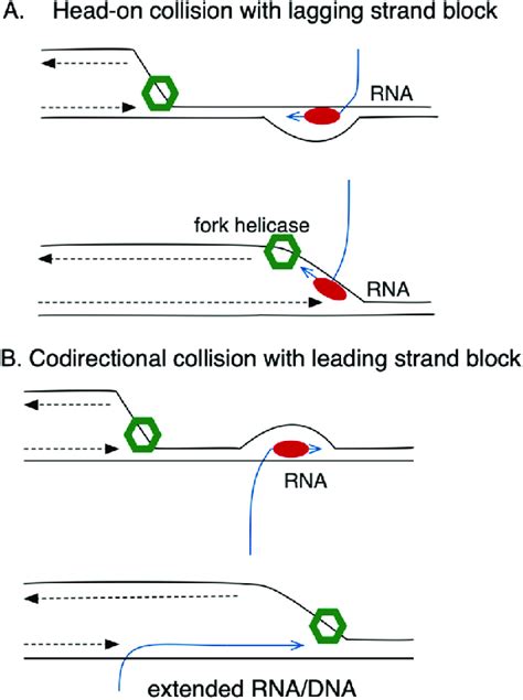 Transcriptionreplication Conflicts Dnab Fork Helicase Is Illustrated