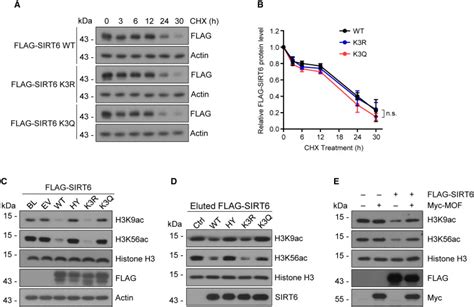 Mof Mediated Acetylation Of Sirt Disrupts Sirt Foxa Interaction And