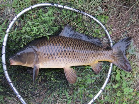 Cyprinus Carpio – Common Carp | Fish Species