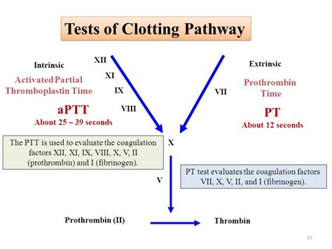 Coagulation Cascade Vn