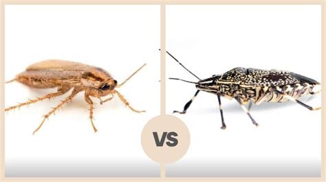 Cockroach vs Stink Bug - Comparative Analysis