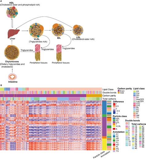 A Overview Of Lipoprotein Particles And Metabolism Exogenous And