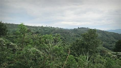 Jangan Tebang Pohon Di Gunung Cantayan Regional