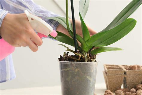 Como Cuidar De Orquidea Doente Veja Um Guia Completo Para Fazer Sua