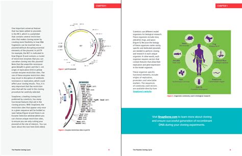 The Plasmid Cloning Cycle