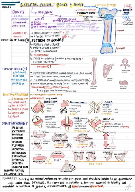 Notes Bones And Joints In Nurse Study Notes Basic Anatomy And