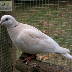 Ringneck Doves for Sale