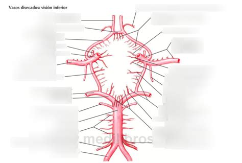 Circulo Arterial Del Cerebro Diagram Quizlet