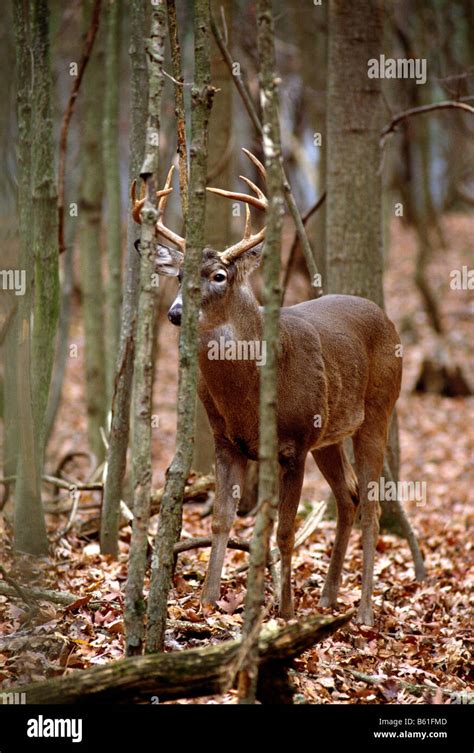 MALE BUCK, WHITE TAIL DEER, PENNSYLVANIA STATE ANIMAL (L. ODOCOILEUS ...