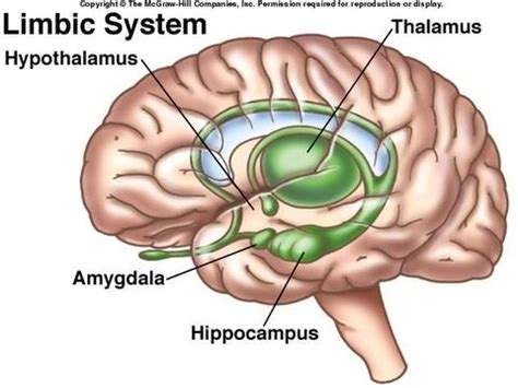 Limbic System Location