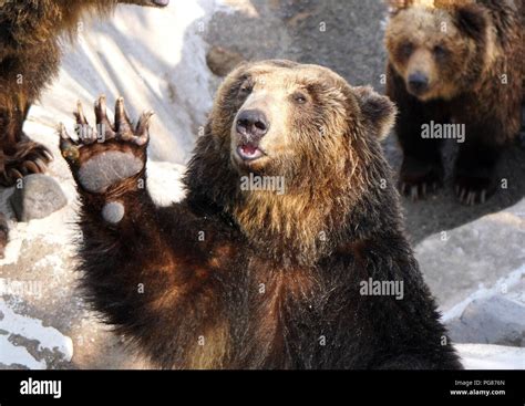 Ussuri Brown Bear