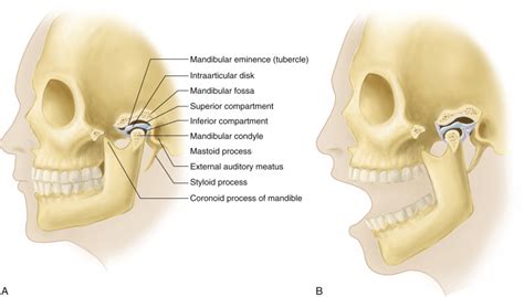 The Temporomandibular Joint Musculoskeletal Key