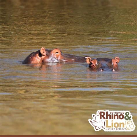 Bothongo Rhino and Lion Nature Reserve - Gauteng