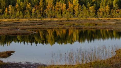 Locking Carbon in Wetlands: Enhancing Climate Action by Including ...