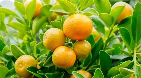 How To Plant Grow And Care For Calamondin Orange Trees