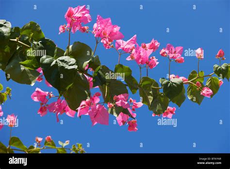 Bougainvillea Glabra Hi Res Stock Photography And Images Alamy