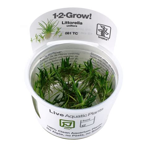 Littorella Uniflora 1 2 Grow GBee Shrimp Aquatics Ltd