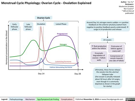 Menstrual Cycle Physiology: Ovarian Cycle – Ovulation Explained ...