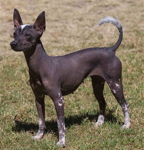 El Xoloitzcuintle La Raza M Tica Que Pixar Retrata En Coco