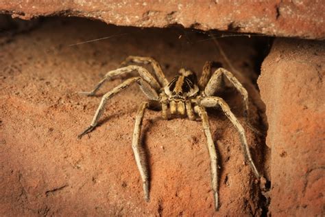 Types of Spiders In Tennessee | U.S. Pest Protection