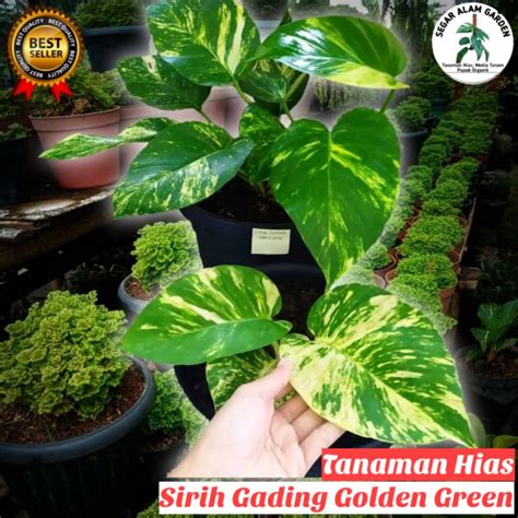 Jual Tanaman Hias Sirih Gading Golden Green Sirih Hijau Shopee