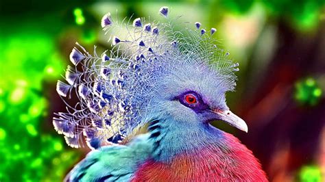 Beautiful Birds Images Hd Wallpaper - unique rare bird