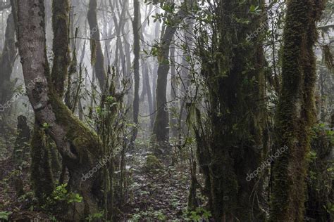 Niebla En El Bosque Nuboso Bosque De Laurel Parque Nacional De