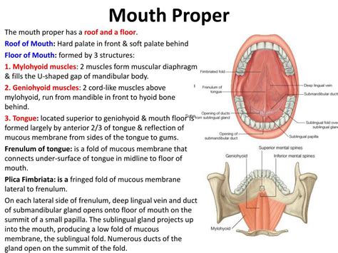 Ppt Oral Cavity And Salivery Glands Powerpoint Presentation Free