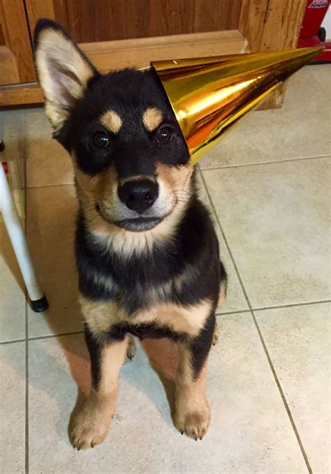 Party Ready Malamute-mix