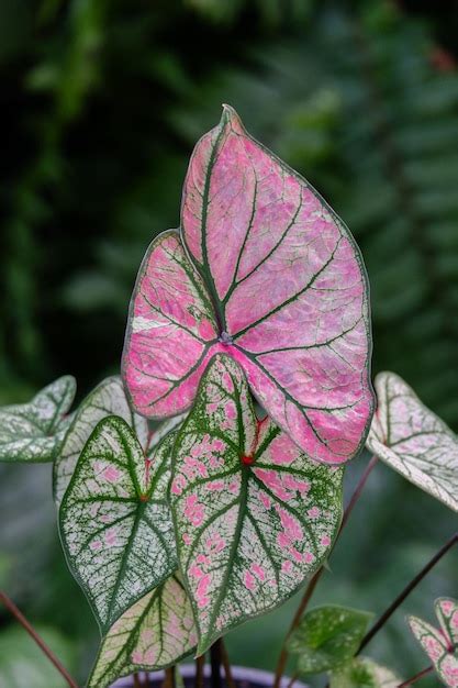 Premium Photo Caladium Hybrid Colorfull And Vivid Leaf Is Garden