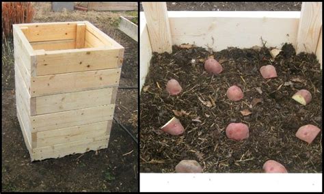 How To Build A Spud Box And Grow Potatoes In Four Square Feet Diy