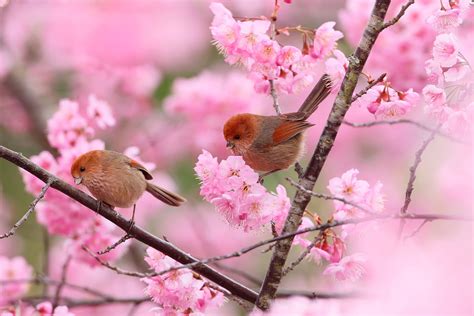 Spring Flower Bird Wallpapers Wallpaper Cave