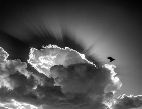 Images Gratuites Oiseau Nuage Noir Et Blanc Ciel Lumi Re Du