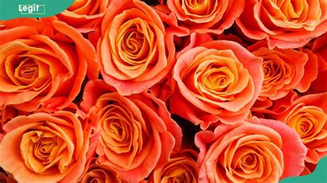 Orange Roses Meaning What Different Rose Colours Mean Legitng