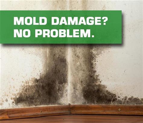 Mold 101 Servpro Of Palos Verdes