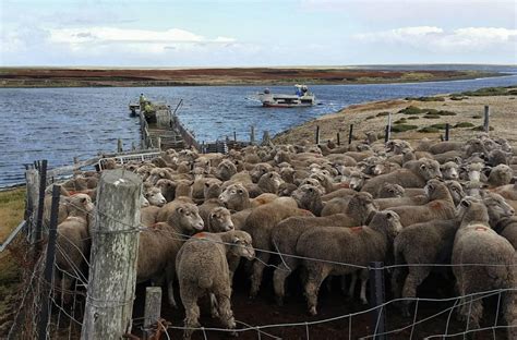 The Falkland Islands – Consolidated Fisheries Ltd